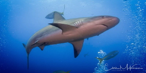 Caribbean Reef Shark photographed on the wreck of the Aus... by Chris Mckenna 